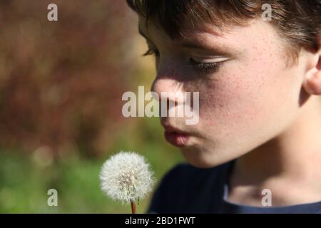 A young boy, aged 9, blows on a dandelion 'Taraxacum' parachute ball head in a UK garden at daytime, Spring 2020 Stock Photo