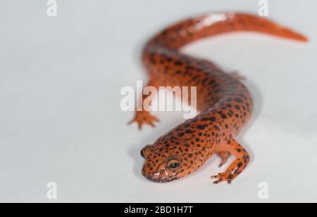 Northern Red Salamander. Species: ruber ruber,Genus: Pseudotriton,Family: Plethodontidae,Order: Caudata,Class: Amphibia,Phylum: Chordata,Kingdom: Animalia,Salamander,Amphibian,Northern Red Salamander Northern Red Salamander Stock Photo