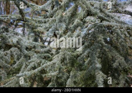 close up of pine tree branches, green needles and sunshine Stock Photo