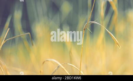 Golden dry grass grow in autumn field, blurred background. Stock Photo