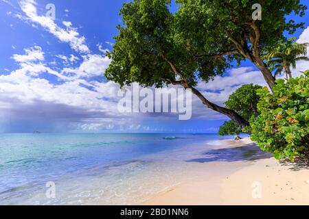 Paynes Bay, overhanging trees, fine pale pink sand beach, turquoise sea, beautiful West Coast, Barbados, Windward Islands, Caribbean Stock Photo