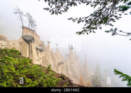 Pine tree branches in the nature park of the Earth Pyramids, Perca (Percha), province of Bolzano, South Tyrol, Italy, Europe