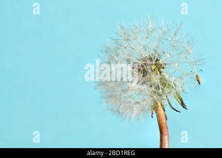 Macro White Flower Dandelion Head Full Stock Photo