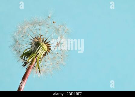 Macro White Flower Dandelion Head Full Stock Photo