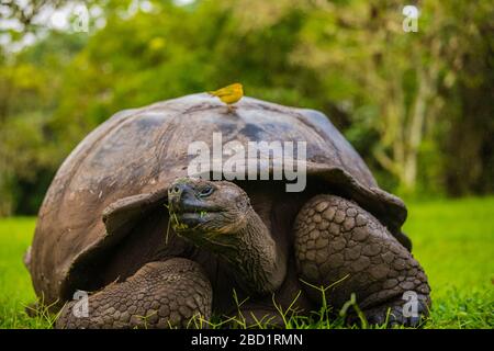 Giant Tortoise with Yellow Darwin Finch on its shell, Giant Tortoise Reserve, Santa Cruz, Galapagos, Ecuador, South America Stock Photo