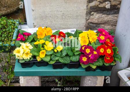 A row of 3 trays containing different colour primula flowers for planting in the garden Stock Photo
