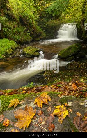 Waterfalls on Hoar Oak Water at Watersmeet in autumn, Exmoor National Park, Somerset, England, United Kingdom, Europe Stock Photo