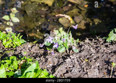 A small Wood Dog Violet, early dog violet, Viola rivenbachiana, growing next to stagnant water in an overflow ditch Stock Photo