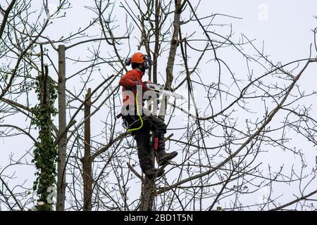 A worker with a chainsaw up a tree  preparing  to use the saw to remove dead and damaged branches safely Stock Photo