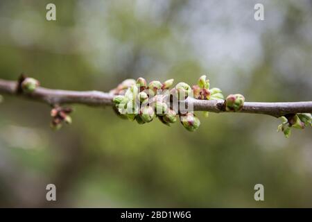 Cherry tree blossom as it's bursting into bloom in the orchard in the springtime in English garden orchard. Stock Photo