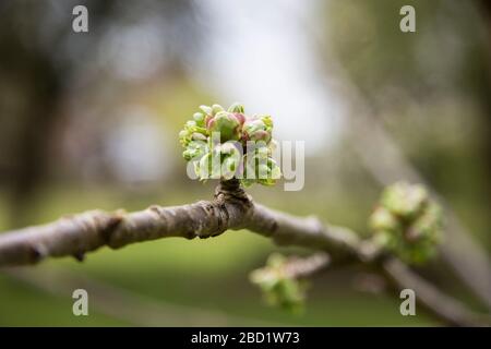 Cherry tree blossom as it's bursting into bloom in the orchard in the springtime in English garden orchard. Stock Photo