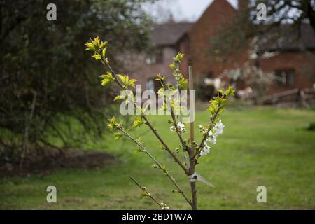 Cherry tree blossom as it's bursting into bloom in the orchard in the springtime in English garden orchard. Stock Photo