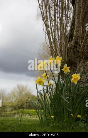 Daffodils under tree in garden on a cloudy spring day in England Stock Photo
