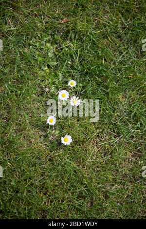 Daisies growing in the lawn of an English garden, Compositae, Asteraceae Stock Photo