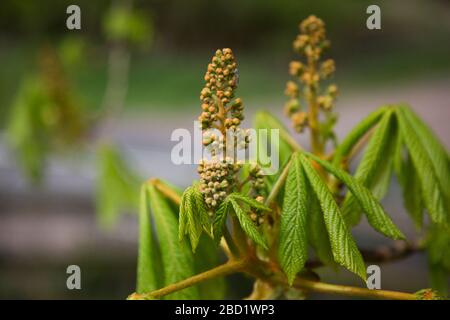 Horse chestnut tree starting to bloom in the spring time, Aesculus hippocastanum , conker tree coming into bloom Stock Photo