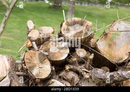 huge pile of logs from trees cut down in a garden in England in the springtime, log pile left in garden Stock Photo
