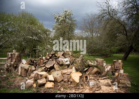 huge pile of logs from trees cut down in a garden in England in the springtime, log pile left in garden Stock Photo