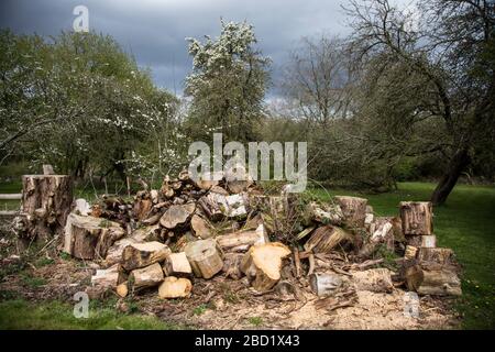 huge pile of logs from trees cut down in a garden in England in the springtime, log pile left in garden Stock Photo