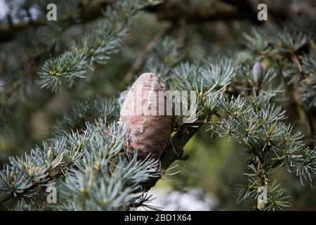 scots pine branch in close up, Pinus sylvestris, close up of the branches of a young scots pine tree Stock Photo