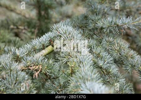 scots pine branch in close up, Pinus sylvestris, close up of the branches of a young scots pine tree Stock Photo
