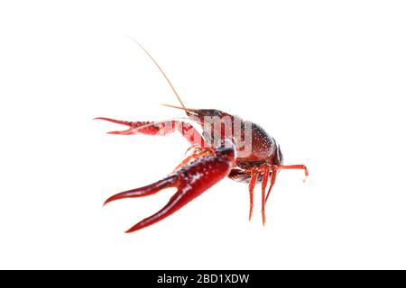 Crayfish,Crawfish isolated on white background Stock Photo