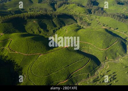 Beautiful tea plantation landscape in the morning. Stock Photo