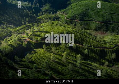 Beautiful tea plantation landscape in the morning. Stock Photo