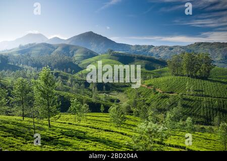 Beautiful tea plantation landscape in the morning. Stock Photo