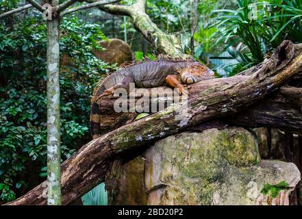 Iguana reptile close-up Lizard on a tree brunch in Parque das aves Foz do Iguacu, Brazil. Full Iguana body Iguazu falls Birds park Stock Photo
