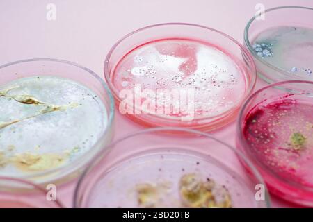 Growth of different bacterial cultures, concept. Bacteriological examination. Harmful and beneficial bacteria, microflora of humans. Stock Photo