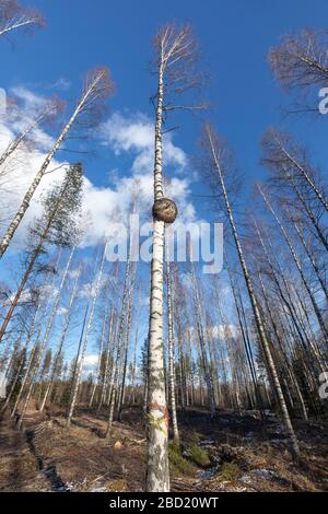Big round burl growing on birch tree trunk , Finland Stock Photo