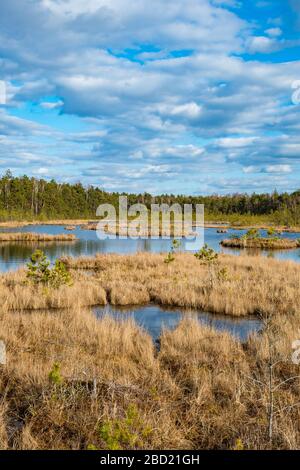 Trakai historical national park, botanical zoological reserve, cognitive trail, long winding path over the bog in the forest, swamp, marsh, tiny lakes Stock Photo