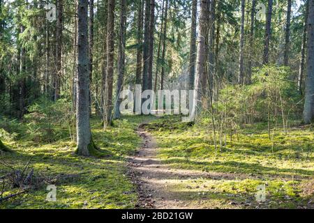 Forest with sunlight. The sun rays through branches and trunks of trees, beautiful moss carpet, nature Stock Photo