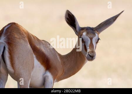 Springbok (Antidorcas marsupialis), young animal, in the shade, portrait, Kgalagadi Transfrontier Park, Northern Cape, South Africa, Africa Stock Photo