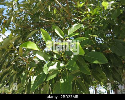 Medicinal plant of Thailand. Stock Photo