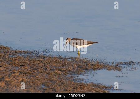 A Solitary Sandpiper (Tringa solitaria) foraging on a lake shore in the Pantanal of Brazil Stock Photo