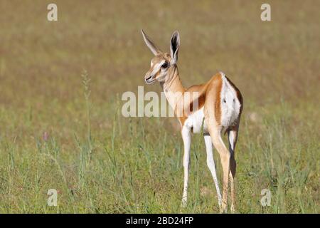 Springbok (Antidorcas marsupialis), young animal, standing in the high grass, Kgalagadi Transfrontier Park, Northern Cape, South Africa, Africa Stock Photo