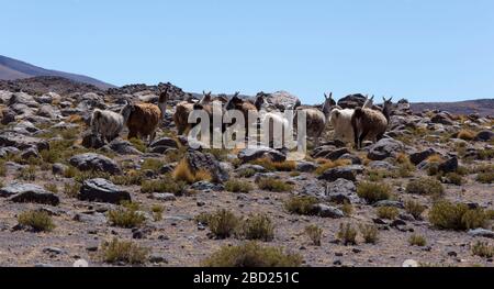 Photo of many guanaco animals in the Andes, Chile Stock Photo