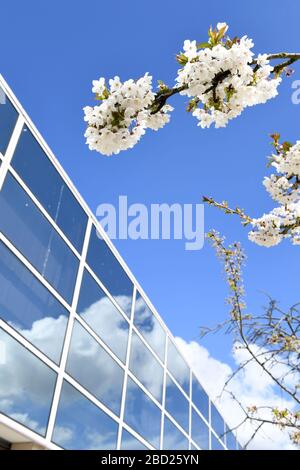 Central Milton Keynes Buildings Snow Dome Outdoor Market  Blossom Reflections on glass centre  Signage Corona Virus Covid 19 Grid system Stock Photo