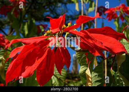 Close up of red flower blooming outdoors Stock Photo
