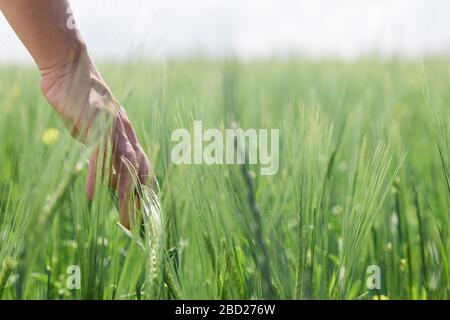 Close-up of a hand touching tall grass in the field Stock Photo