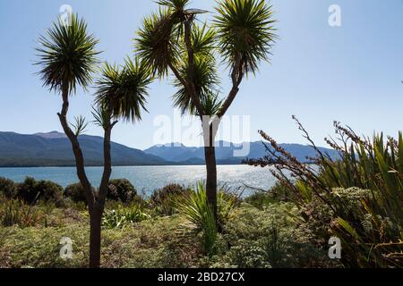 New Zealand cabbage trees growing beside Lake Te Anau, Fiordland National Park, South Island, New Zealand Stock Photo