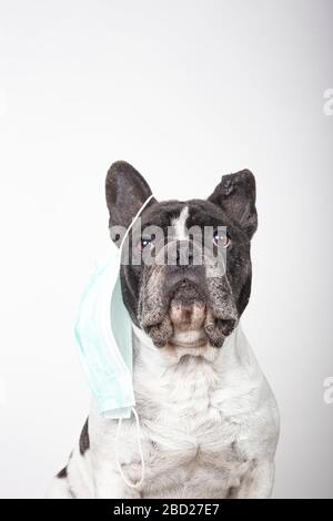 Download Lovely French Bulldog Dog With Protective Mask Hanging From One Ear On A White Background Protective Virus Mask Stock Photo Alamy PSD Mockup Templates
