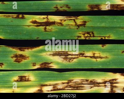 Net blotch (Pyrenophora teres) typical veined network of necrotic lesions of this fungal disease on barley crop leaves Stock Photo