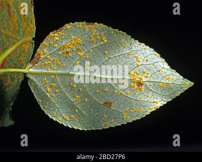 Poplar rust (Melampsora spp) fungal disease pustules on the underside of a white poplar (Populus alba) leaf Stock Photo