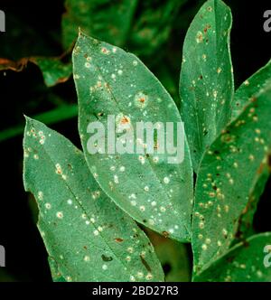 Early infection and discreet  pustules of broad bean or faba-bean rust (Uromyces viciae-fabae) on a bean leaf Stock Photo