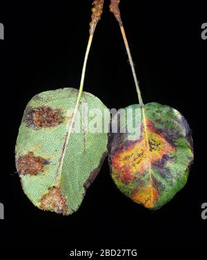 Pear rust (Gymnosporangium fuscum) pustules and damage on the upper and lower surface of pear leaves Stock Photo