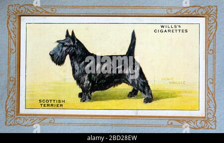 W.D & H.O. Wills cigarette card, Scottish Terrier Stock Photo