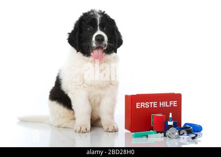 Newfoundland puppy with first aid kit isolated on white background Stock Photo
