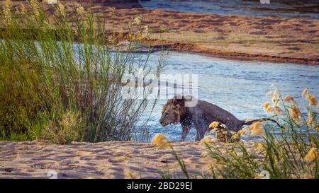 African lion male shaking after crossing river in Kruger National park, South Africa ; Specie Panthera leo family of Felidae